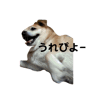 ギャンかわ犬まる#1（個別スタンプ：3）