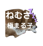 ギャンかわ犬まる#1（個別スタンプ：4）