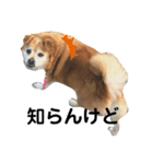 ギャンかわ犬まる#1（個別スタンプ：5）