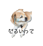 ギャンかわ犬まる#1（個別スタンプ：6）