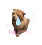 ギャンかわ犬まる#1（個別スタンプ：8）