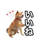 ♡ 毎日のび太 ♡（個別スタンプ：6）