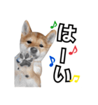 ♡ 毎日のび太 ♡（個別スタンプ：7）