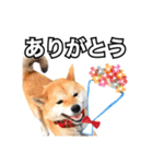 ♡ 毎日のび太 ♡（個別スタンプ：9）