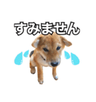 ♡ 毎日のび太 ♡（個別スタンプ：13）