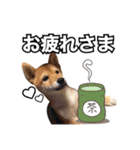 ♡ 毎日のび太 ♡（個別スタンプ：14）
