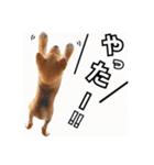 ♡ 毎日のび太 ♡（個別スタンプ：15）