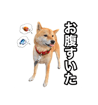 ♡ 毎日のび太 ♡（個別スタンプ：19）