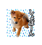 ♡ 毎日のび太 ♡（個別スタンプ：24）