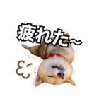 ♡ 毎日のび太 ♡（個別スタンプ：30）