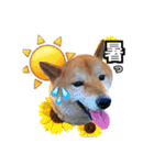 ♡ 毎日のび太 ♡（個別スタンプ：37）
