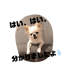 日本一のチワワなLEON君（個別スタンプ：5）