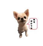 日本一のチワワなLEON君（個別スタンプ：9）