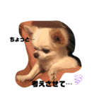 日本一のチワワなLEON君（個別スタンプ：10）