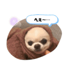 日本一のチワワなLEON君（個別スタンプ：15）