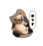 日本一のチワワなLEON君（個別スタンプ：22）