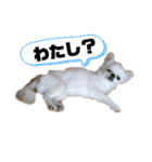 日本一のチワワなLEON君（個別スタンプ：23）