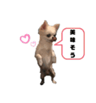 日本一のチワワなLEON君（個別スタンプ：28）