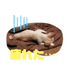 日本一のチワワなLEON君（個別スタンプ：29）