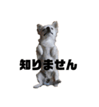 日本一のチワワなLEON君（個別スタンプ：30）