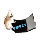 日本一のチワワなLEON君（個別スタンプ：32）