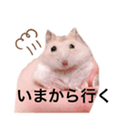 職業、たいぞー（個別スタンプ：2）