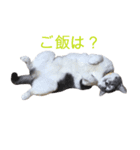 ネコのみいちゃん1（個別スタンプ：1）