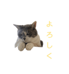 ネコのみいちゃん1（個別スタンプ：2）