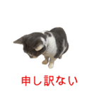 ネコのみいちゃん1（個別スタンプ：3）