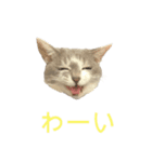 ネコのみいちゃん1（個別スタンプ：6）