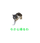 ネコのみいちゃん1（個別スタンプ：8）