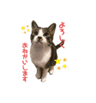 ばろんとてと（個別スタンプ：2）