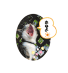 ばろんとてと（個別スタンプ：6）