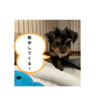 歩く宝石（個別スタンプ：5）