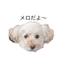 メロにメロメロスタンプ（個別スタンプ：1）