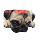 パグのむぎちゃん（個別スタンプ：4）