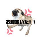 パグのむぎちゃん（個別スタンプ：5）