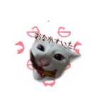 青い目きたろう（個別スタンプ：5）