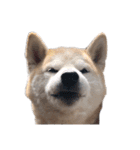犬の名前はカイです！（個別スタンプ：10）