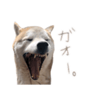 犬の名前はカイです！（個別スタンプ：11）