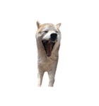 犬の名前はカイです！（個別スタンプ：14）