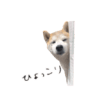犬の名前はカイです！（個別スタンプ：15）