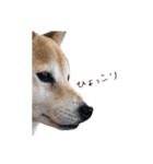 犬の名前はカイです！（個別スタンプ：16）