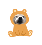 犬の名前はカイです！（個別スタンプ：18）