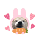 犬の名前はカイです！（個別スタンプ：19）