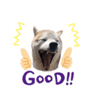 犬の名前はカイです！（個別スタンプ：24）