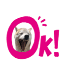 犬の名前はカイです！（個別スタンプ：25）
