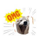 犬の名前はカイです！（個別スタンプ：27）