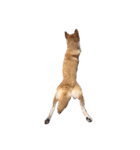 犬の名前はカイです！（個別スタンプ：37）