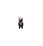 犬の名前はカイです！（個別スタンプ：39）